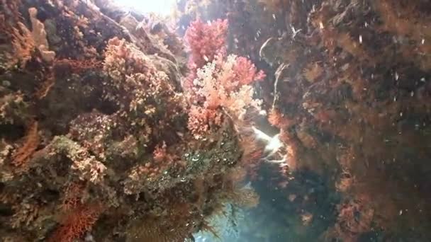 Mergulho subaquático emocionante em cavernas subaquáticas do recife St. Johns . — Vídeo de Stock