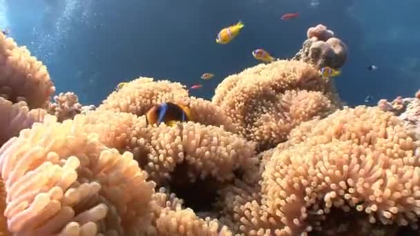 Simbiosis de peces payaso y anémonas . — Vídeos de Stock