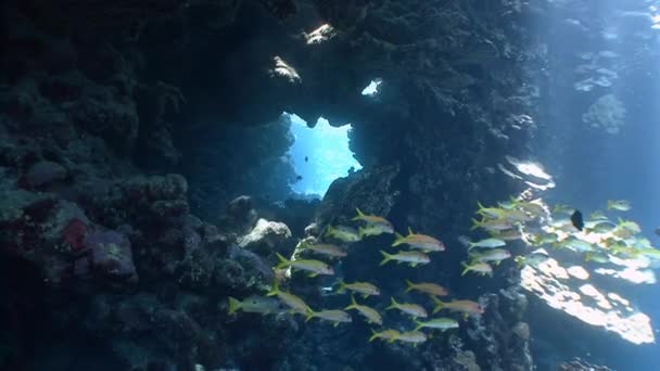 Plongée sous-marine passionnante dans les grottes sous-marines du récif St. Johns . — Video