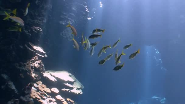 Захоплюючий підводний дайвінг в підводних печерах риф Сент-Джонс. — стокове відео