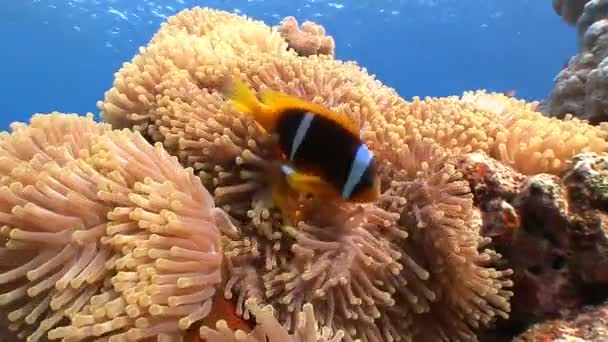 Symbiose van clown vis en anemonen. — Stockvideo