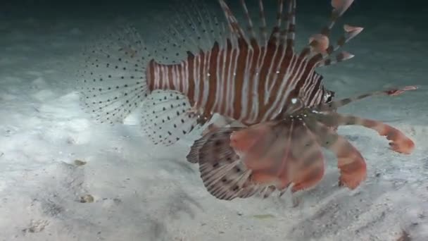 Mysterious and fascinating night dives. Lionfish hunters of the night. Their attacks are accurate and fast. — Stock Video