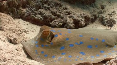 Stingray Taeniura Lymma.