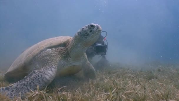 Fascinante buceo submarino en la parte inferior con tortugas verdes pastando . — Vídeo de stock