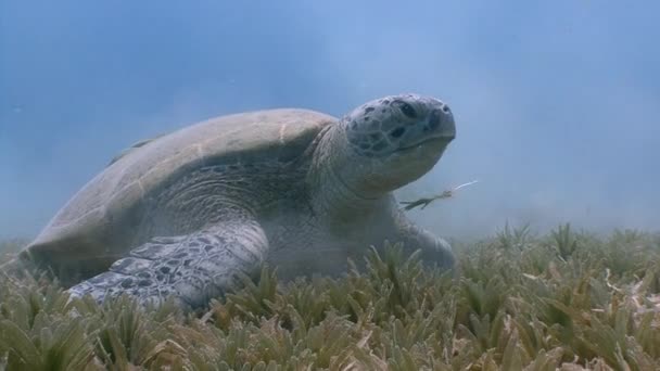 Affascinante immersione subacquea sul fondo con tartarughe verdi al pascolo . — Video Stock