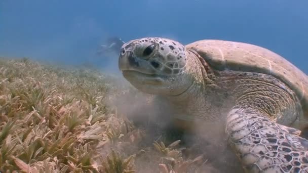 Fascinante buceo submarino en la parte inferior con tortugas verdes pastando . — Vídeos de Stock