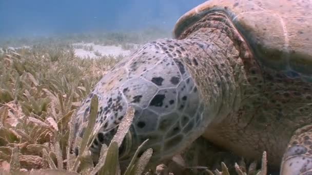 迷人的水下潜水与放牧绿蠵龟的底部. — 图库视频影像
