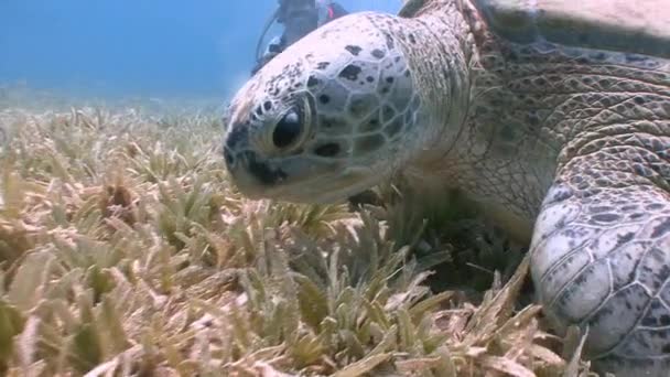 Mergulho subaquático fascinante no fundo com tartarugas verdes pastando . — Vídeo de Stock