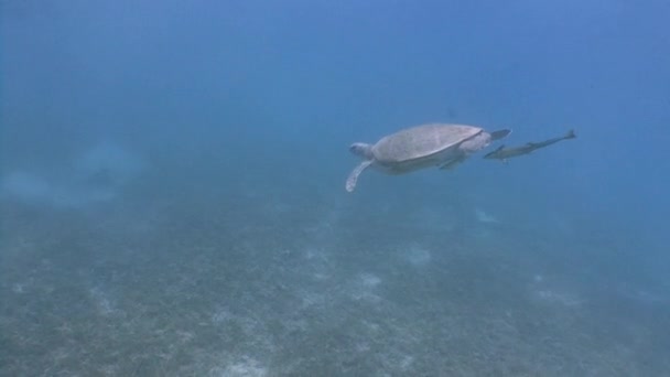 Fascinante buceo submarino en la parte inferior con tortugas verdes pastando . — Vídeo de stock