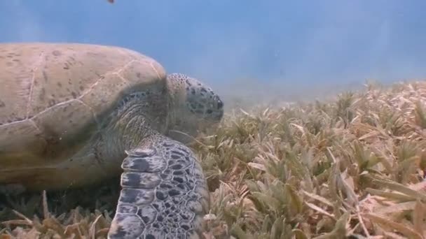 Fascinující podmořské potápění na dně s spásání zelené želvy. — Stock video