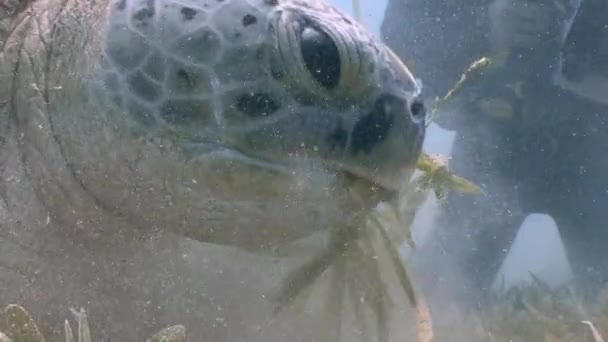 Fascinante buceo submarino en la parte inferior con tortugas verdes pastando . — Vídeo de stock