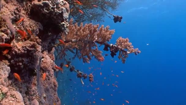 Picturesque colorful coral reef. — Stock Video