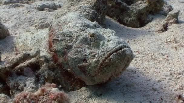 Peces de piedra muy lentos y muy venenosos . — Vídeos de Stock