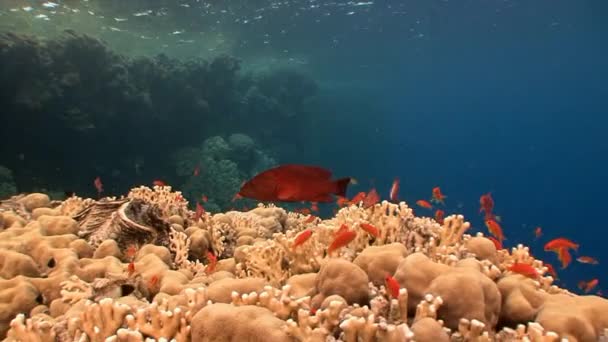 Malerisches farbenfrohes Korallenriff mit Tonnen tropischer Fische. — Stockvideo