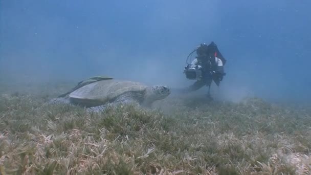 Faszinierender Unterwassertauchgang auf dem Grund mit grasenden grünen Schildkröten. — Stockvideo