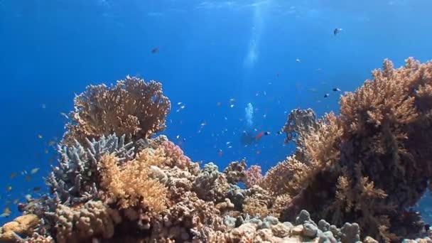 Pintoresco y colorido arrecife de coral . — Vídeo de stock