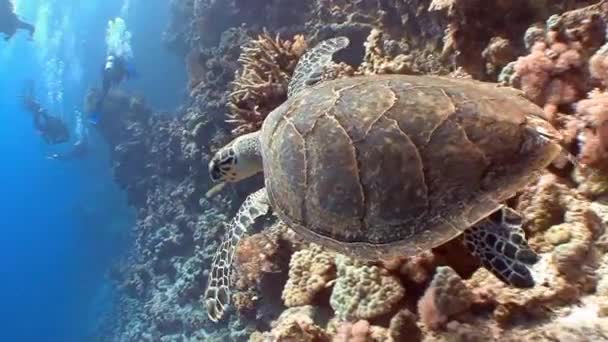 Żółw szylkretowy unoszące się nad koralikową rafą. — Wideo stockowe