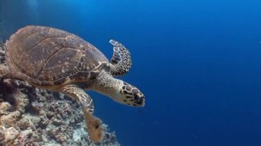 Bir mercan kayalığı hovering Hawksbill kaplumbağa.