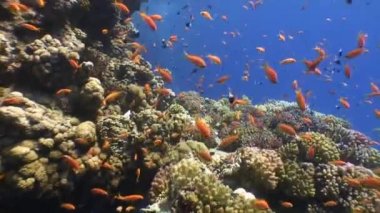 Tropikal balıklar ile pitoresk renkli mercan.