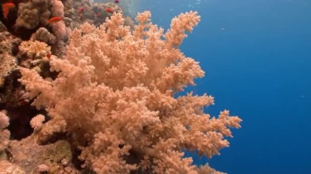 Живописный красочный коралловый риф . — стоковое видео