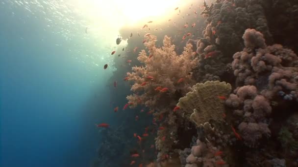 Picturesque colorful coral reef. — Stock Video