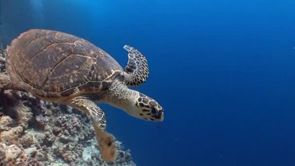 Želva Hawksbill vznášející se nad korálový útes. — Stock video