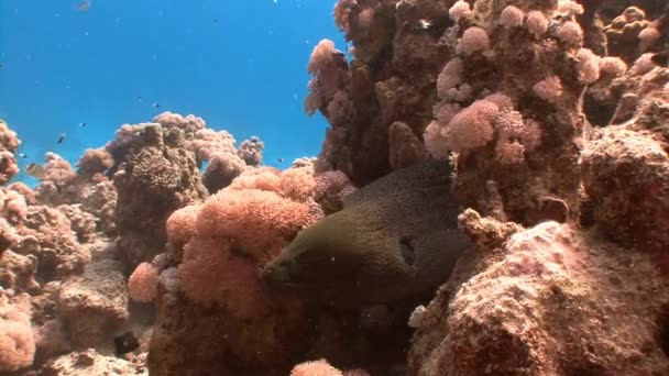 Un gigante arrabbiato Moray anguilla . — Video Stock