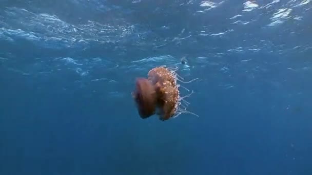 Jellyfish floating in the water column. — Stock Video