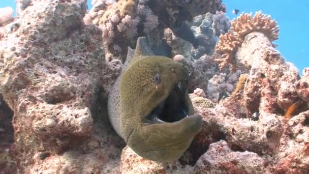 An angry giant Moray eel. — Stock Video