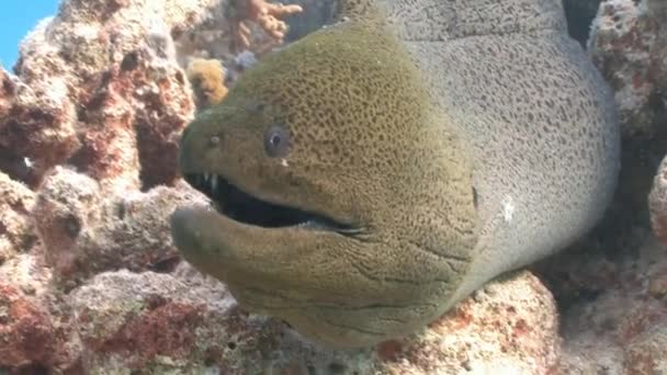 Una anguila morena gigante enojada . — Vídeo de stock