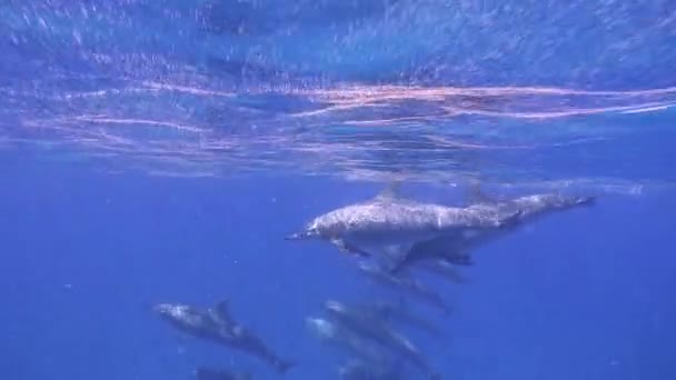 Захватывающее погружение с дельфинами . — стоковое видео