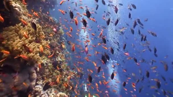 Malerisches farbenfrohes Korallenriff mit Tonnen tropischer Fische. — Stockvideo