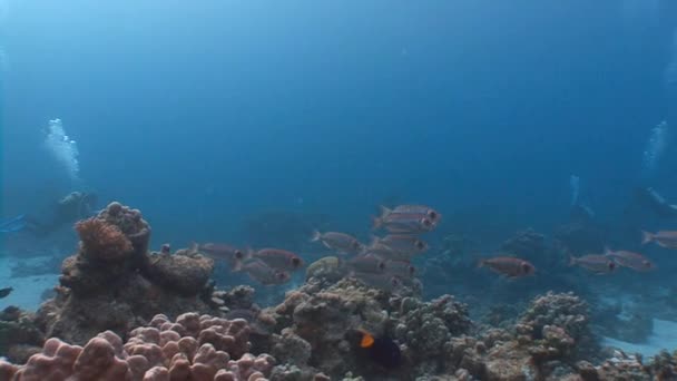 Una bandada de peces, bíceps hamrur . — Vídeo de stock