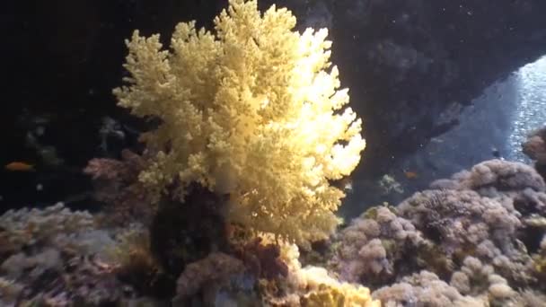 Pintoresco y colorido arrecife de coral . — Vídeo de stock