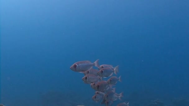 Ein Schwarm Fische, Bizeps-Hamrur. — Stockvideo