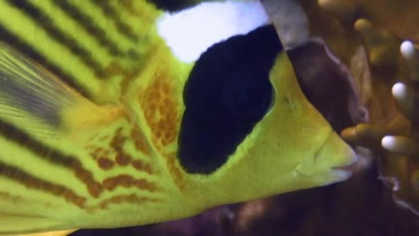 Striped butterfly fish. — Stock Video