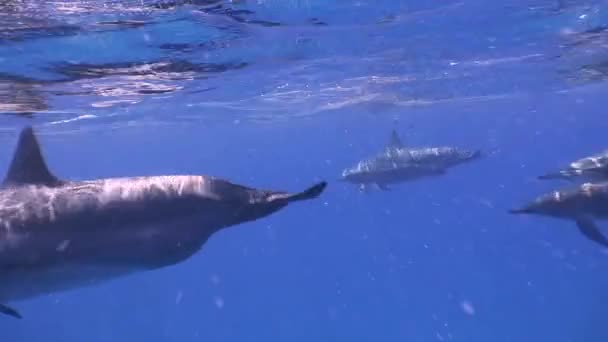 Um mergulho fascinante com os golfinhos . — Vídeo de Stock