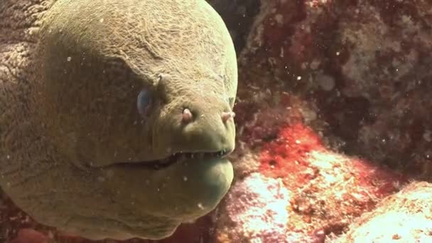 An angry giant Moray eel. — Stock Video