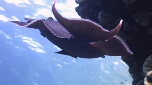 Déclencheur de poissons planant au-dessus du récif corallien . — Video