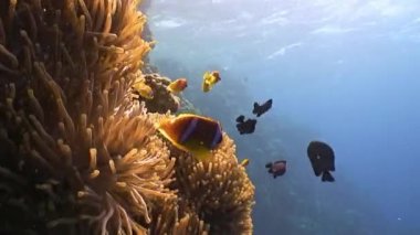 Palyaço balık ve anemon sembiyoz.