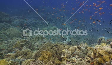 Tropikal balıklar ile pitoresk renkli mercan.