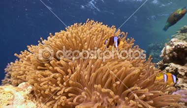 Palyaço balık ve anemon sembiyoz.