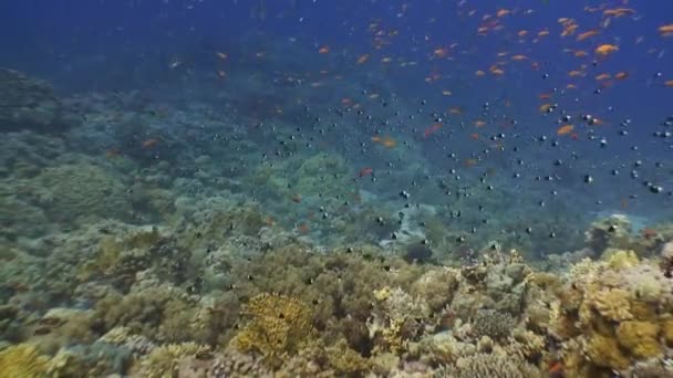 Récif corallien pittoresque et coloré avec des tonnes de poissons tropicaux . — Video