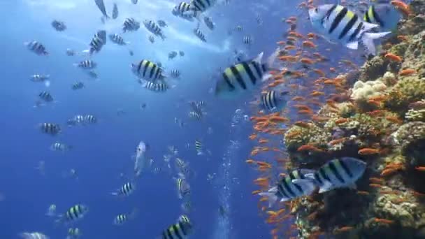 Recife de coral colorido pitoresco com toneladas de peixes tropicais . — Vídeo de Stock