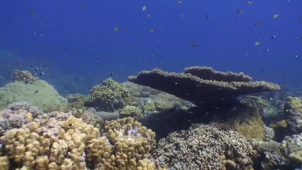 Picturesque colorful coral reef. — Stock Video