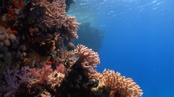 Мальовничий барвистий кораловий риф . — стокове відео
