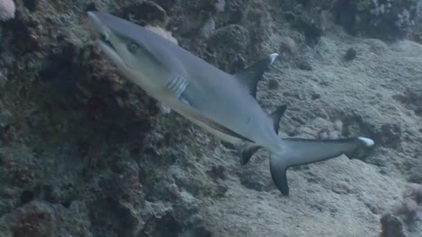 Fascinantes inmersiones con tiburones de arrecife . — Vídeo de stock