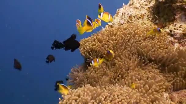 Simbiosis de peces payaso y anémonas . — Vídeos de Stock