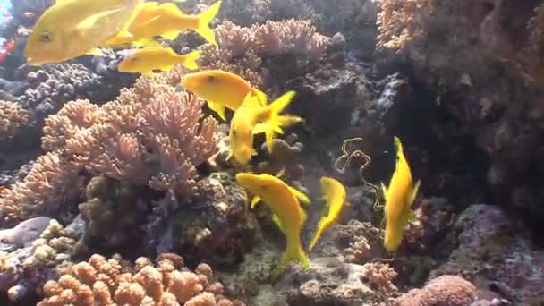 Velmi živé barevné hejno goatfish zlatá rybka. — Stock video