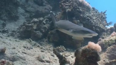 Resif köpekbalığı ile büyüleyici dalış.